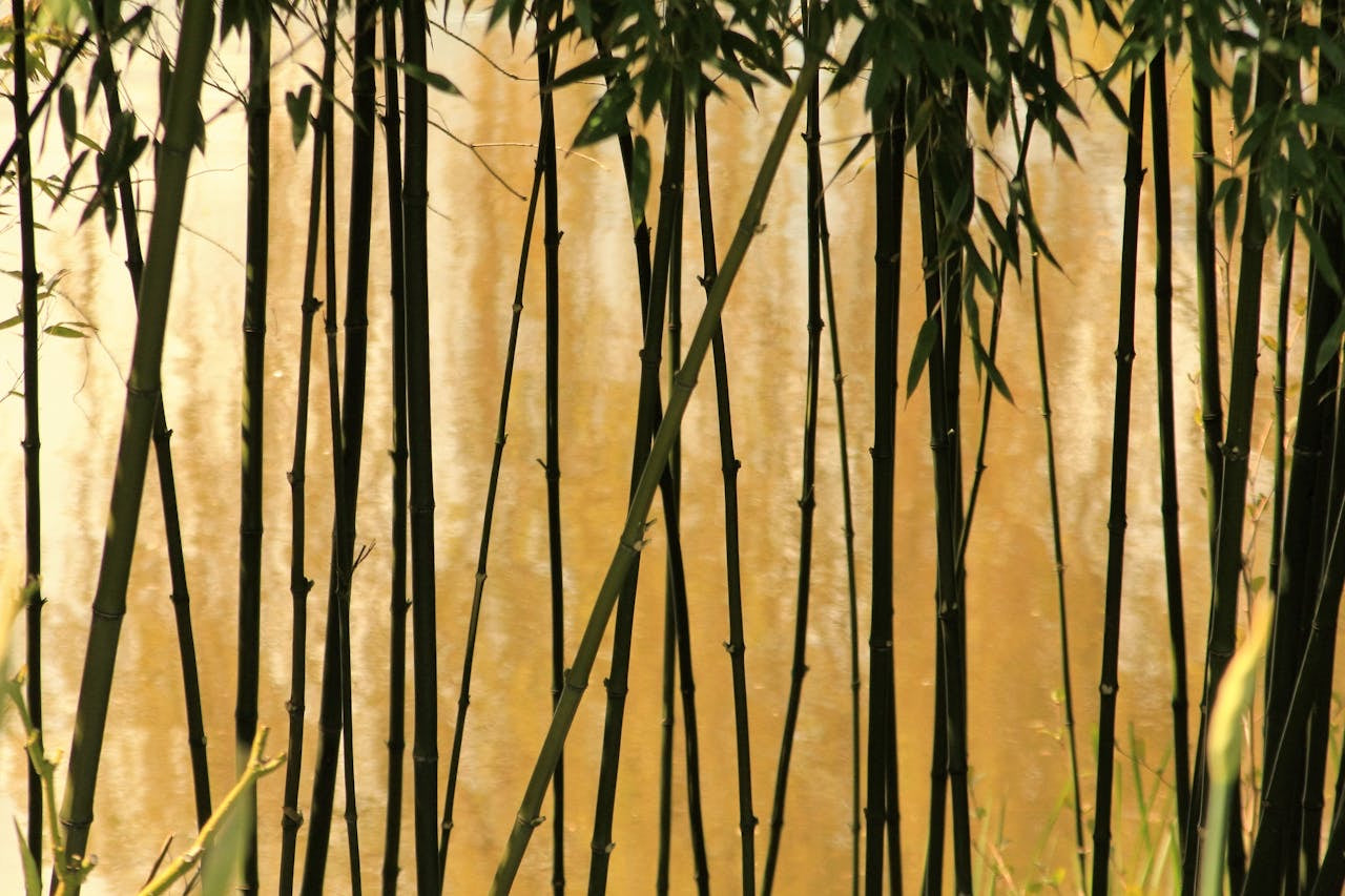 Bamboo